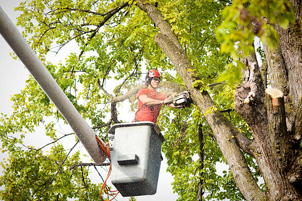 How Our Tree Care Process Works  in  Maple Lake, MN